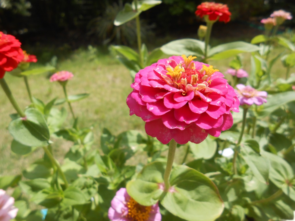 DSCN4535