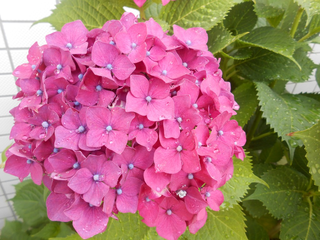DSCN4574