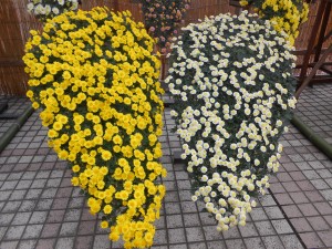 DSCN5957