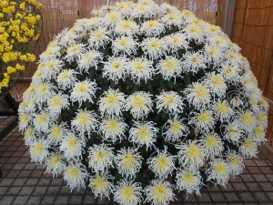 DSCN6048