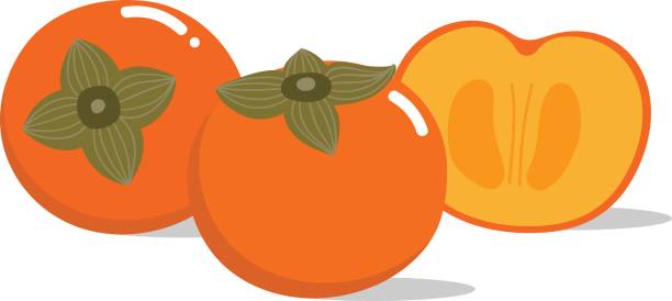 persimmon vector and pattern