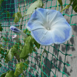 DSCN0272