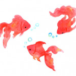 Goldfish illustration