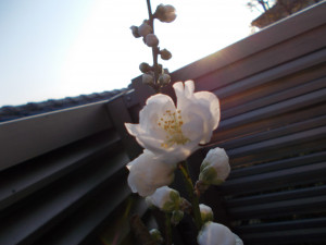 DSCN3538