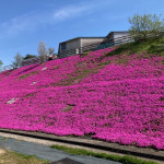 芝桜