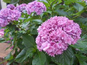 DSCN8281