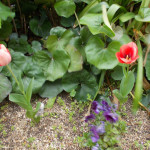 DSCN0740